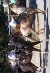 Gaucho-Umzug
