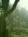 Regenwald und...