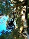 geschichtstr�chtiger Algarrobo