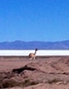 ...und Guanacos,...