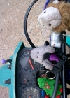 Violetas Zoo