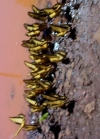 ...und die Schmetterlinge