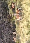 Guanacos