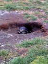 ...in ihrem Nest
