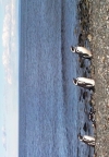 Maghellan-Pinguine, erst vereinzelt,...