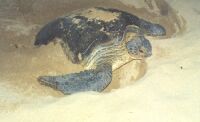 Green Turtle