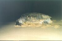 Green Turtle