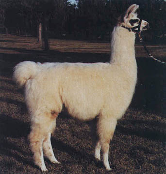 This is a Llama. 