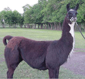 This too is a lovely lady llama. 