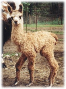 CRIA!!! So cute!!