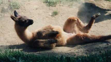 Aww...This Cria is having a dustbath....