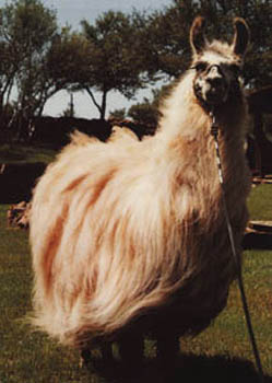 Now THIS is a llama