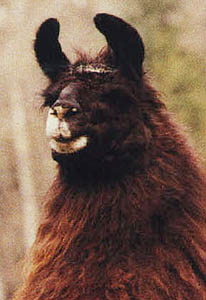 Don't he look all..regal-y?