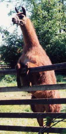 He's on the fence. He says "Goodbye.". No wait...he's a llama. 