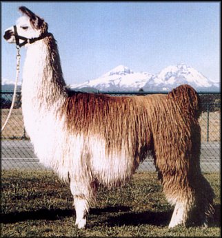 Hummm...Hummm....I'm a llama , see?
