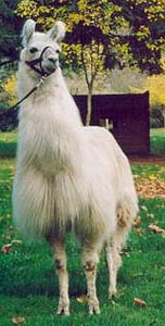 This llama uses conditioner. 