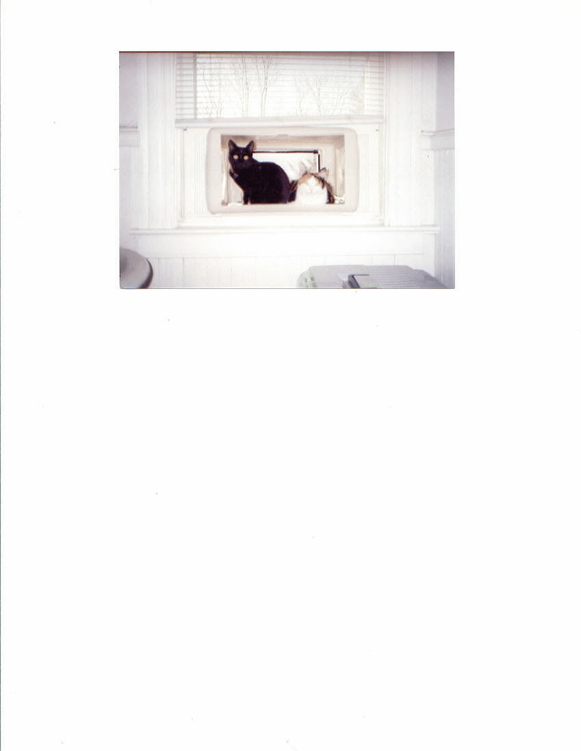 My mom and I are on the cat window
