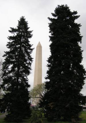 D.C. Trio
