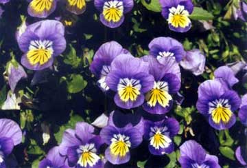 Pansies - My Favorite Flower
