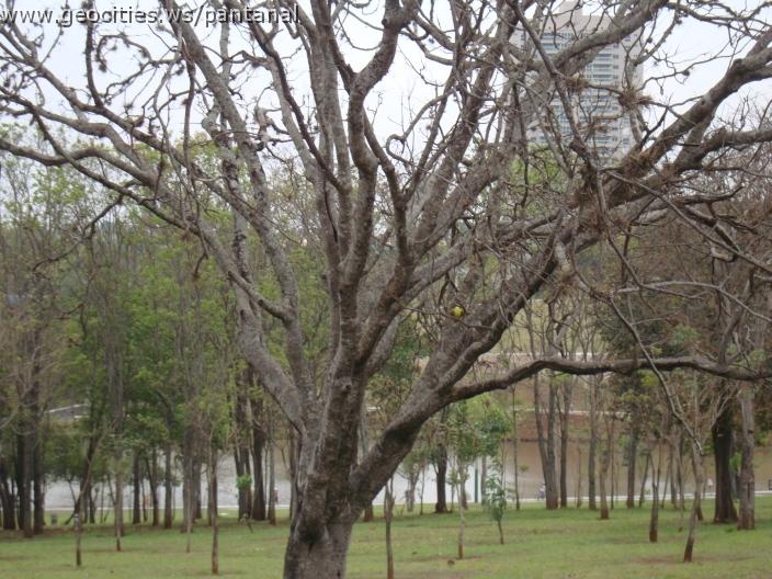 019_geocities_ws_pantanal.jpg