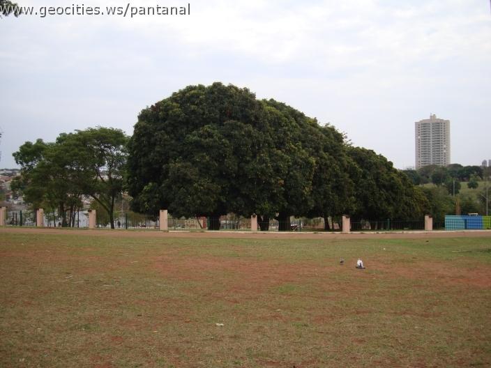 040_geocities_ws_pantanal.jpg