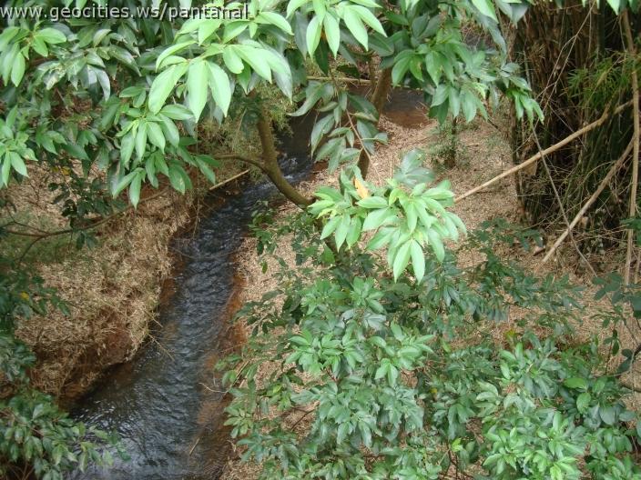 119_geocities_ws_pantanal.jpg