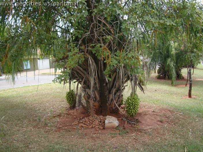217_geocities_ws_pantanal.jpg