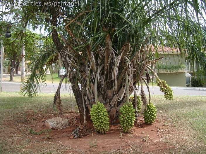 218_geocities_ws_pantanal.jpg