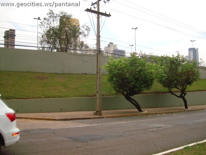 290_geocities_ws_pantanal.jpg