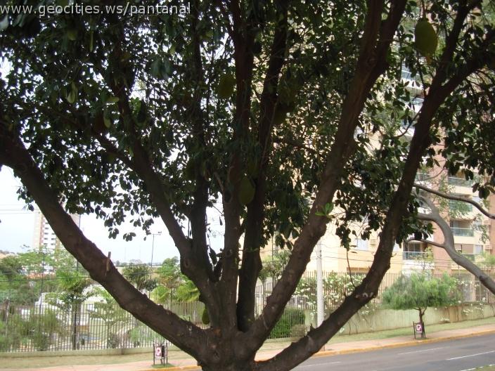 294_geocities_ws_pantanal.jpg