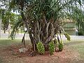 218_geocities_ws_pantanal