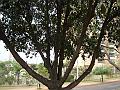 294_geocities_ws_pantanal