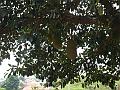296_geocities_ws_pantanal