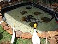 919_geocities_ws_pantanal