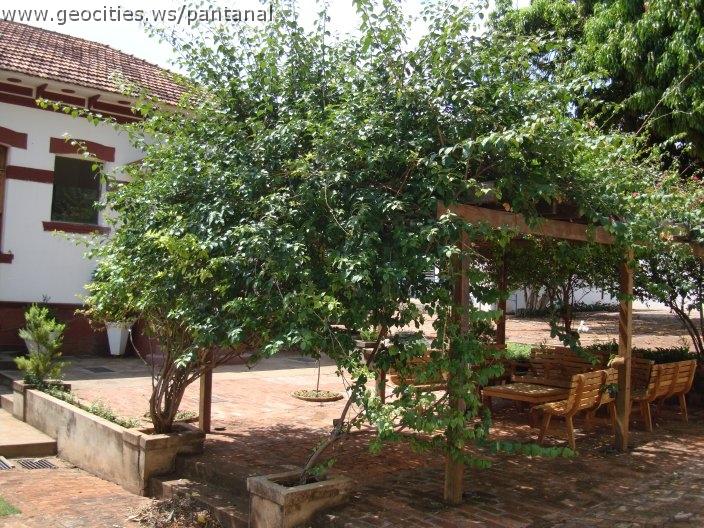 1148_geocities_ws_pantanal.jpg