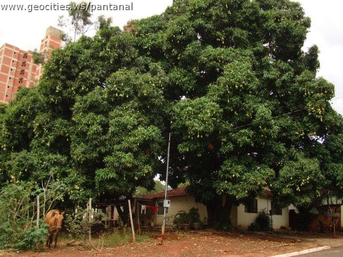 1226_geocities_ws_pantanal.jpg