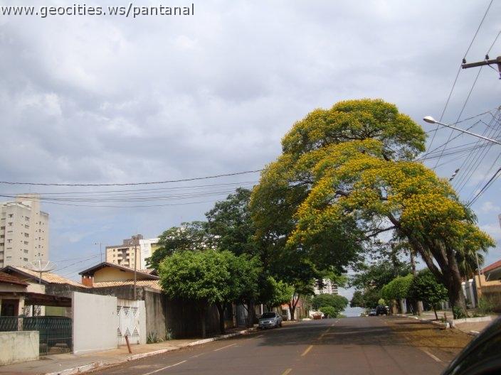 1236_geocities_ws_pantanal.jpg