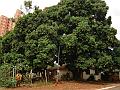 1226_geocities_ws_pantanal