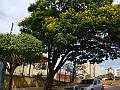 1234_geocities_ws_pantanal