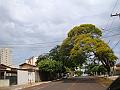 1236_geocities_ws_pantanal
