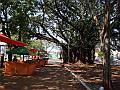 1553_geocities_ws_pantanal