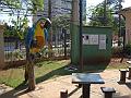 1637_geocities_ws_pantanal