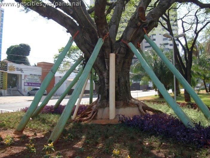 1667_geocities_ws_pantanal.jpg