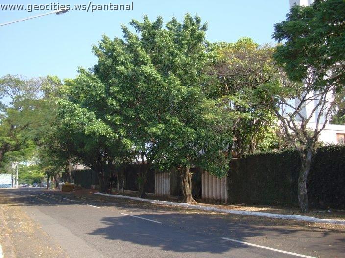 1764_geocities_ws_pantanal.jpg