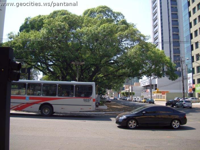 1812_geocities_ws_pantanal.jpg