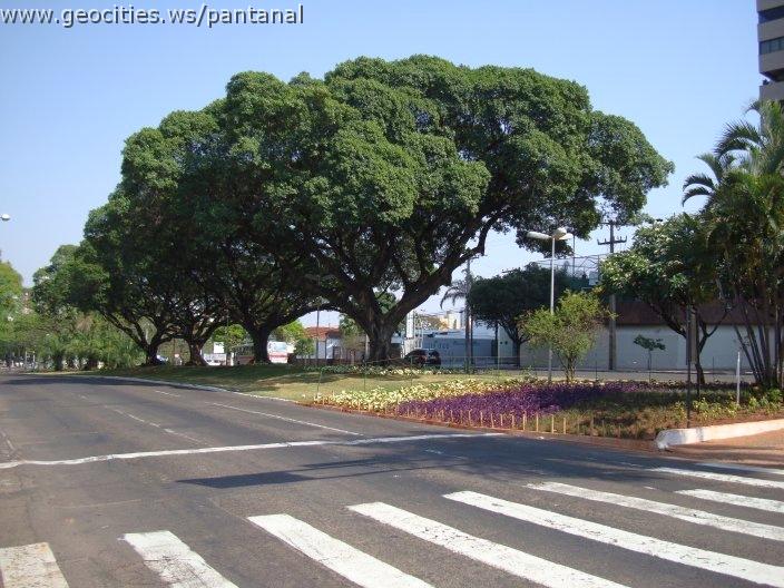 1915_geocities_ws_pantanal.jpg