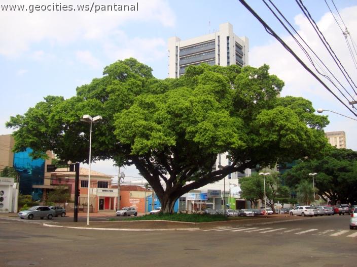 2014_geocities_ws_pantanal.jpg