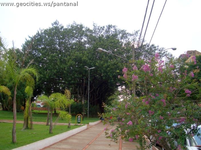 2049_geocities_ws_pantanal.jpg