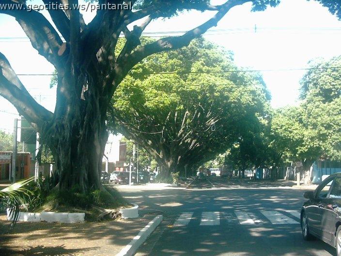 2165_geocities_ws_pantanal.jpg