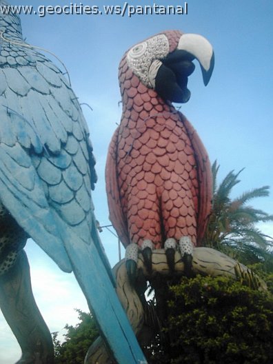 2467_geocities_ws_pantanal.jpg